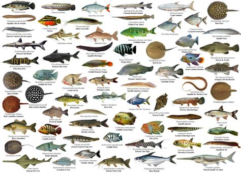 nomes de peixes